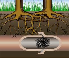 water jetting root removal Drain Cleaning